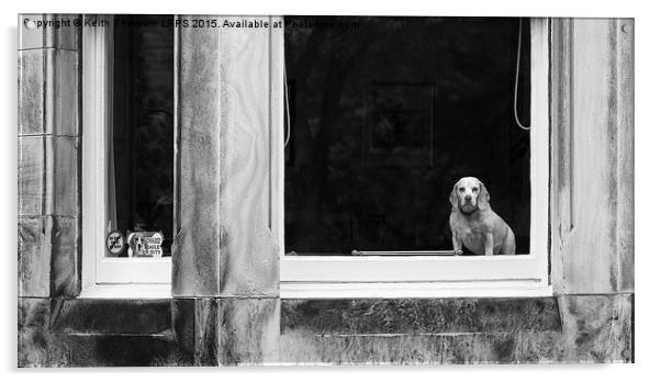 Beagle watch Acrylic by Keith Thorburn EFIAP/b