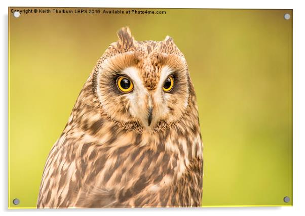 Short Eared Owl Acrylic by Keith Thorburn EFIAP/b