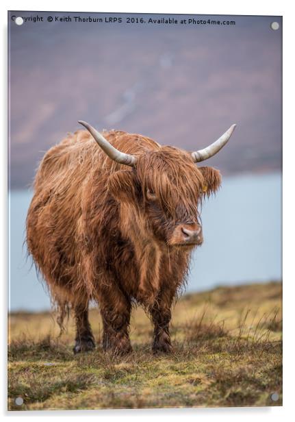 Highland Catle Acrylic by Keith Thorburn EFIAP/b