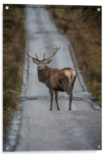 Highland Stag Acrylic by Keith Thorburn EFIAP/b