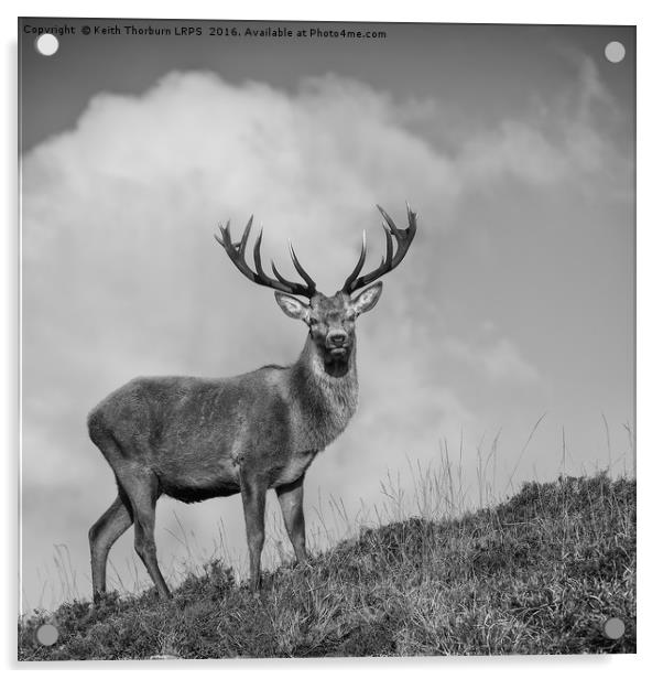 Roe Deer Acrylic by Keith Thorburn EFIAP/b