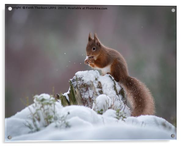 Red Squirrels Acrylic by Keith Thorburn EFIAP/b