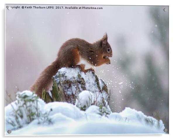 Red Squirrels (Sciurus vulgaris), Acrylic by Keith Thorburn EFIAP/b