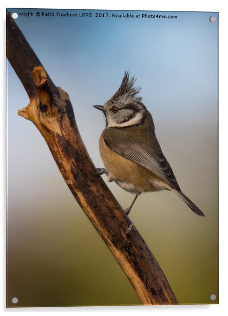 Crested Tit Acrylic by Keith Thorburn EFIAP/b