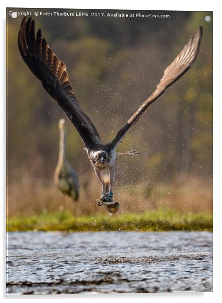 Osprey with Fish Acrylic by Keith Thorburn EFIAP/b