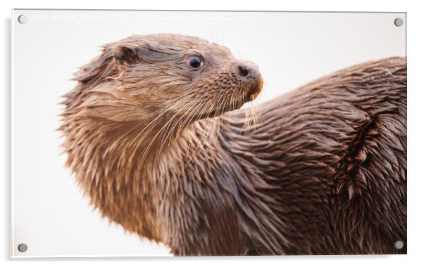 Otter Acrylic by Keith Thorburn EFIAP/b