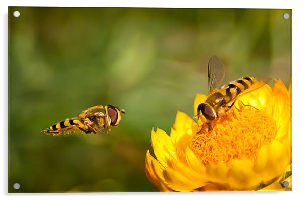 Hover Fly Acrylic by Keith Thorburn EFIAP/b