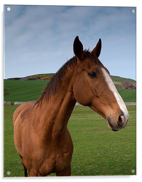 Horse Acrylic by Keith Thorburn EFIAP/b