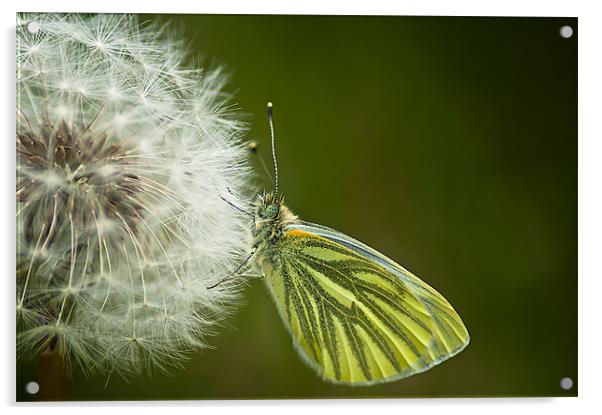 Green Veined White Acrylic by Keith Thorburn EFIAP/b