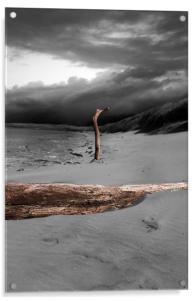 Drift Wood Ashore Acrylic by Keith Thorburn EFIAP/b