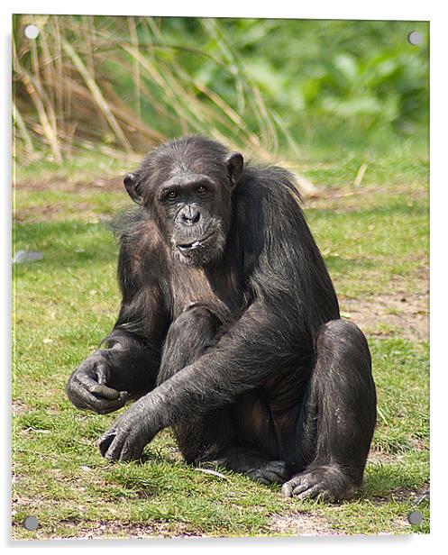 Chimpanzee Acrylic by Keith Thorburn EFIAP/b