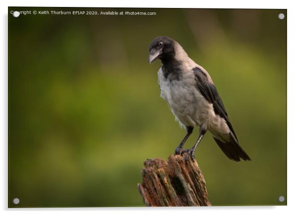 Hooded Crow Acrylic by Keith Thorburn EFIAP/b