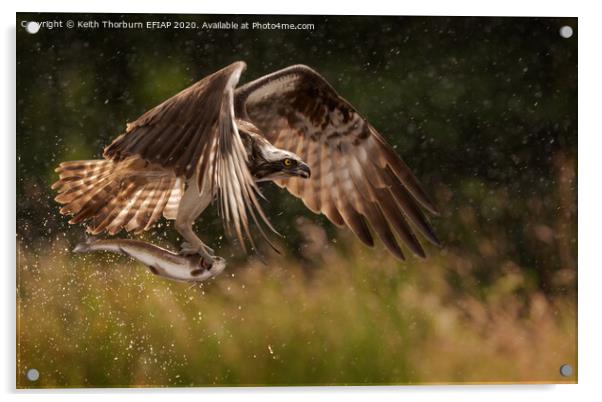 Osprey Acrylic by Keith Thorburn EFIAP/b