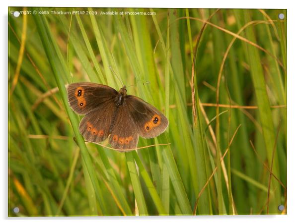 Scotch Argus [Erebia aethiops] Acrylic by Keith Thorburn EFIAP/b