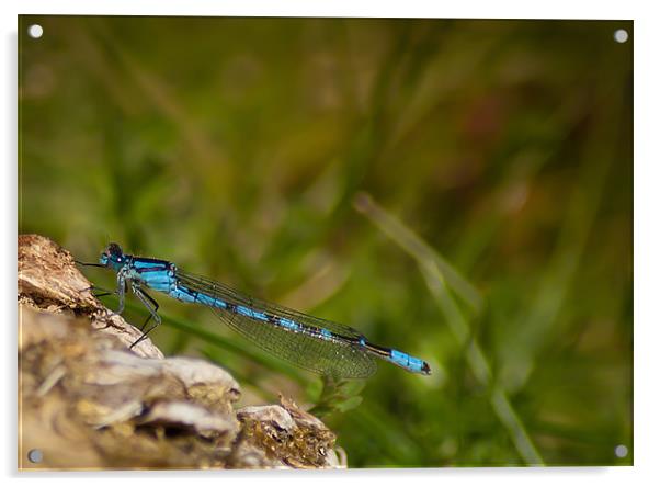 Common Blue Damselfly Acrylic by Keith Thorburn EFIAP/b