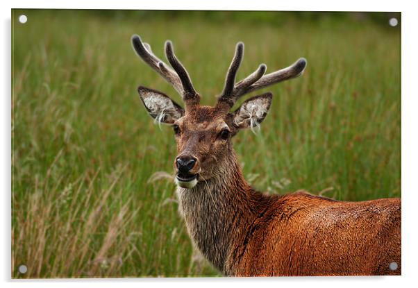 Deer Acrylic by Keith Thorburn EFIAP/b