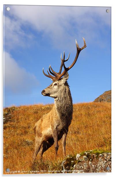 Majestic Red Deer Stag in the Scottish Highlands Acrylic by John Cameron