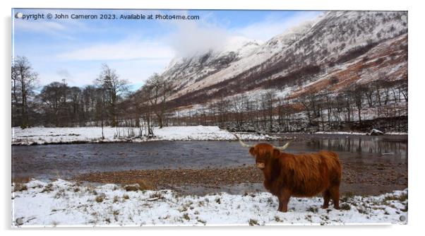 Highland Cow in Glen Nevis. Acrylic by John Cameron