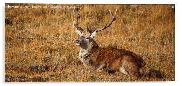 Wild Red Deer Stag at rest. Acrylic by John Cameron