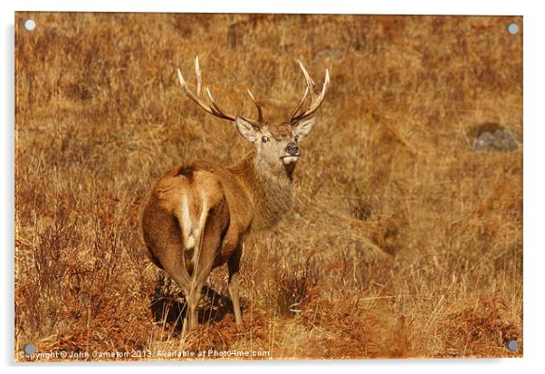 Wild Red Deer Stag. Acrylic by John Cameron