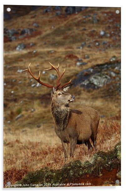 Wild Red Deer Stag. Acrylic by John Cameron