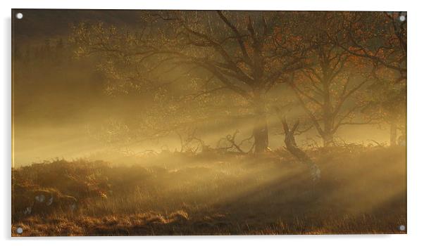 Autumn mist. Acrylic by John Cameron