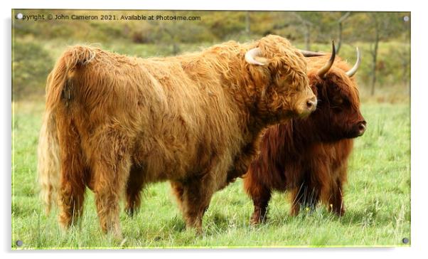Highland Bull with Cow in Glen Nevis. Acrylic by John Cameron