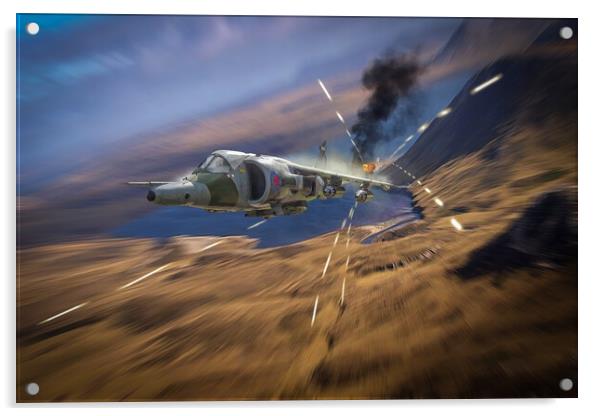 Harrier Hunting Acrylic by J Biggadike