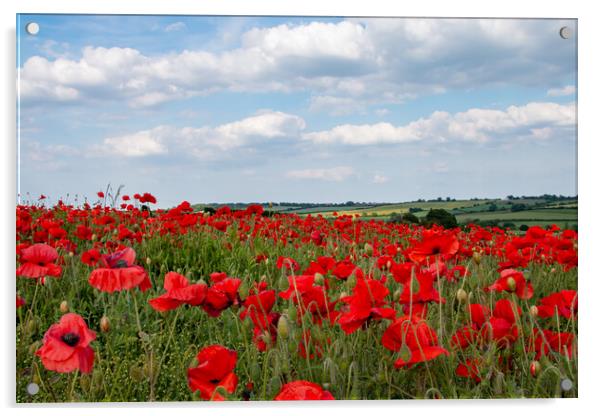 Yorkshire Poppy Field wildflowers Acrylic by J Biggadike