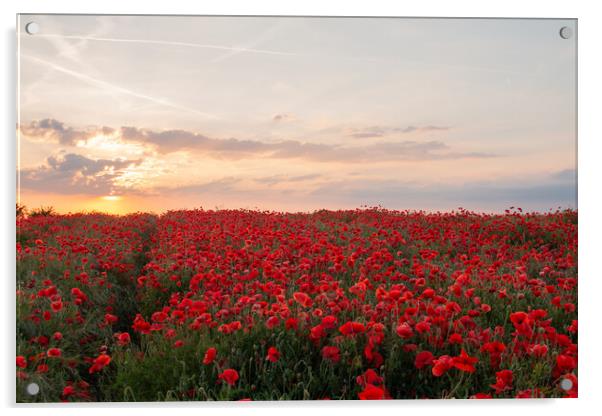 Poppy Field Sunset Acrylic by J Biggadike