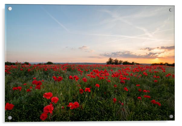 Poppies  Acrylic by J Biggadike