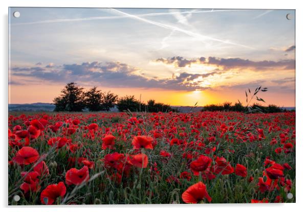 Sunset Poppies Acrylic by J Biggadike