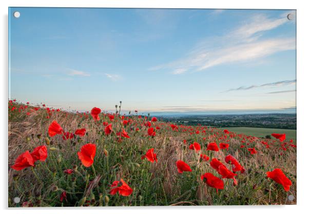 Summertime Poppy Landscape Acrylic by J Biggadike