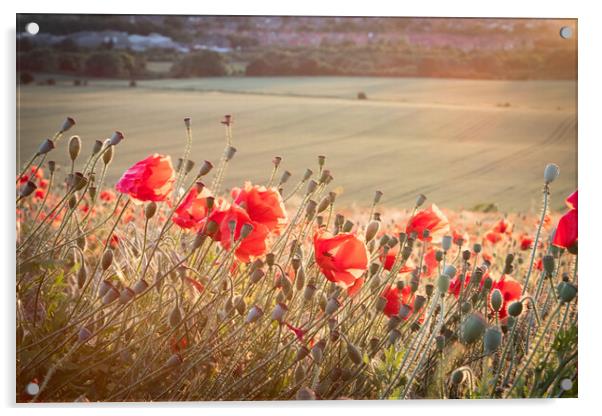 Poppies In The Sun Acrylic by J Biggadike