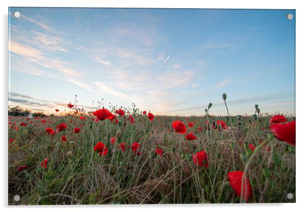 Poppy Field Scenery Acrylic by J Biggadike