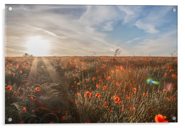 Poppy Sunset Acrylic by J Biggadike