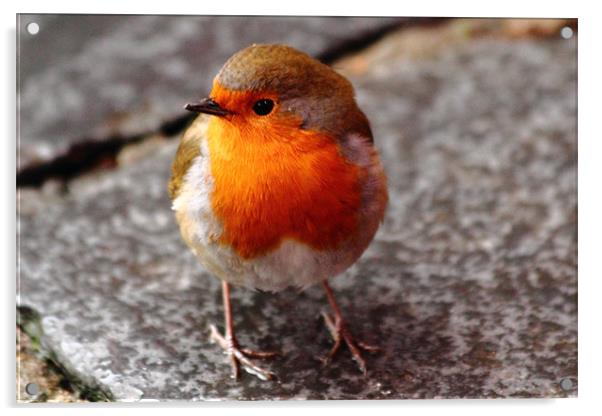 Fat Robin Acrylic by J Biggadike