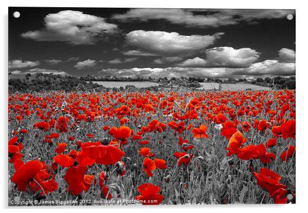 Crimson Poppies Acrylic by J Biggadike