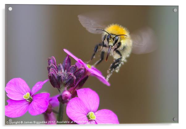 A Quick Drink - Bee In Flight Acrylic by J Biggadike