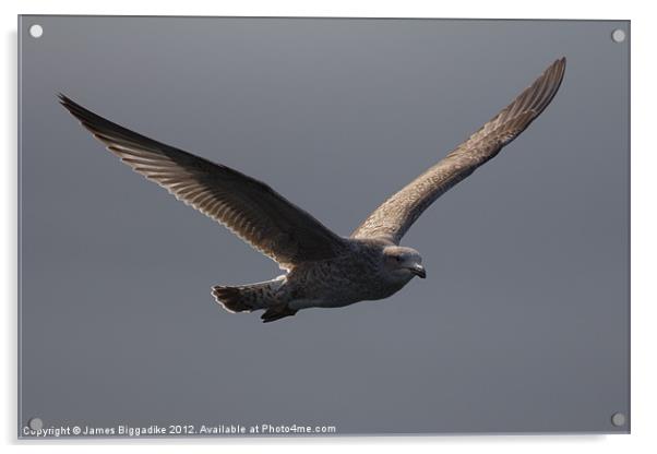 Golden Gull Acrylic by J Biggadike