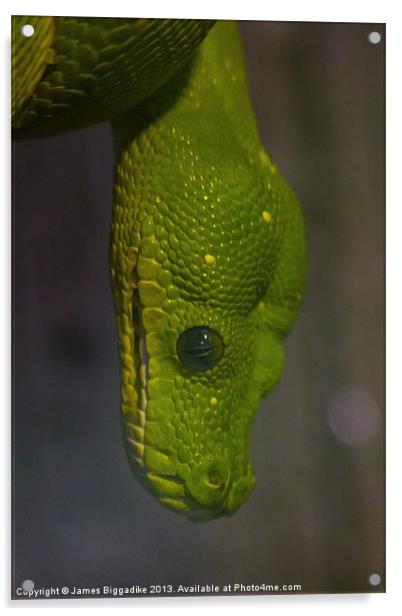 Green Tree Python Acrylic by J Biggadike