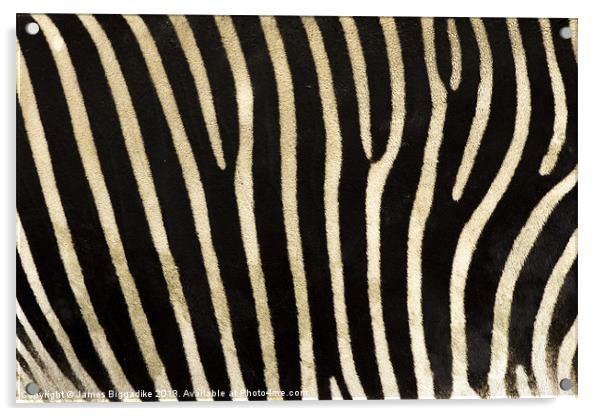 Zebra Stripes Acrylic by J Biggadike