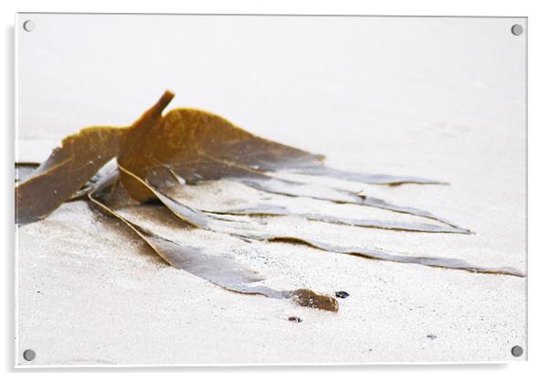 Washed-up Seaweed Acrylic by J Biggadike
