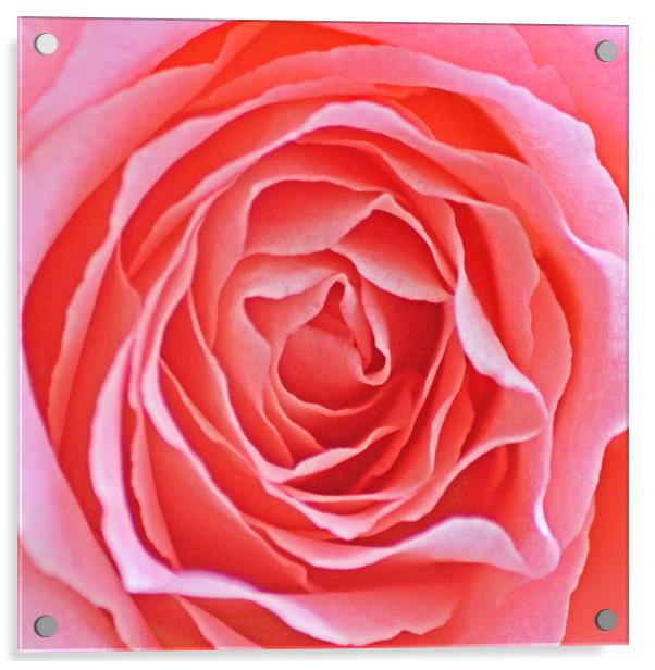 Pink Rose Acrylic by J Biggadike