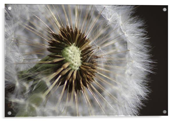 Dandelion Acrylic by J Biggadike