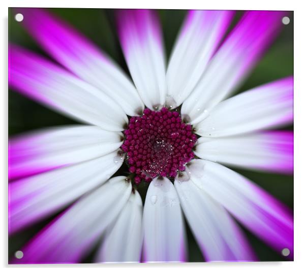 Magenta Flower Acrylic by J Biggadike