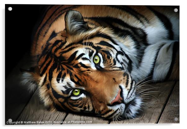 Sumatran Tiger Acrylic by Matthew Bates