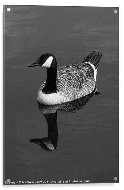 Canada Goose Acrylic by Matthew Bates