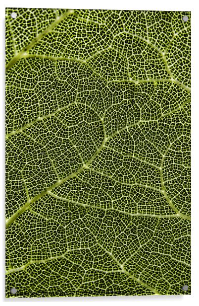 Plant Patterns Acrylic by Matthew Bates