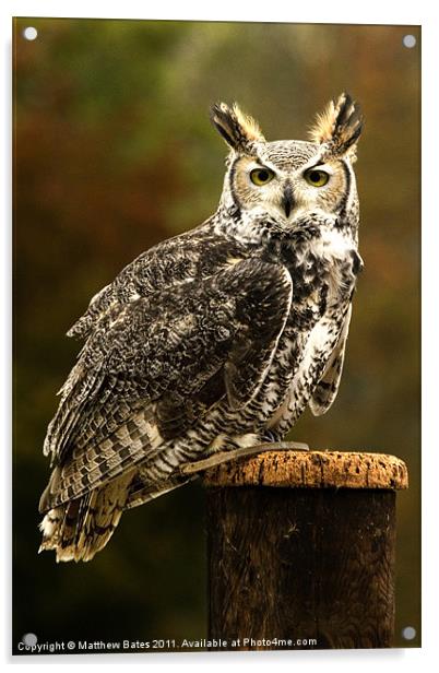Long Eared Owl. Acrylic by Matthew Bates